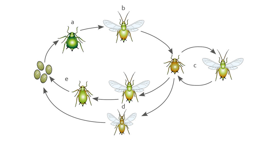 Illustration of the life cycle of an aphid
